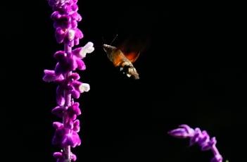 紫绒鼠尾草 紫绒鼠尾草