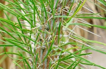 马达加斯加龙树