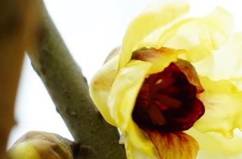 金屋藏娇（金屋藏娇是什么意思）