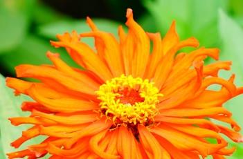 百日菊的繁殖方法(百日菊繁殖方式)