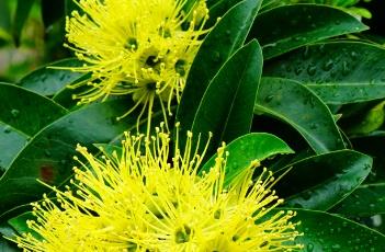 金蒲桃的栽培技术