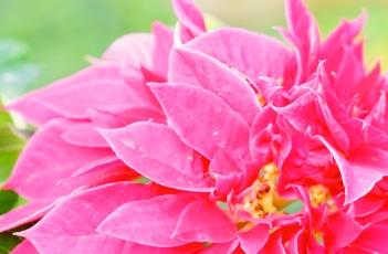 一品红(一品红有毒吗)