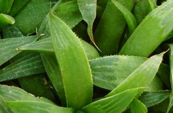 青鸟寿（青鸟寿花语）