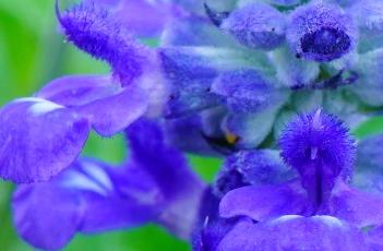 蓝花鼠尾草 蓝花鼠尾草