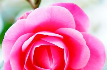 山茶花掉叶子的原因