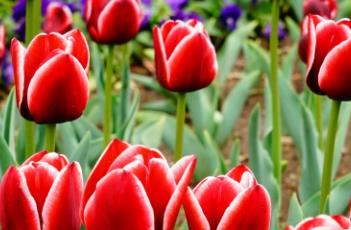 阿玛尼郁金香 阿玛尼香槟金