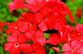 21世纪爱国者福禄考