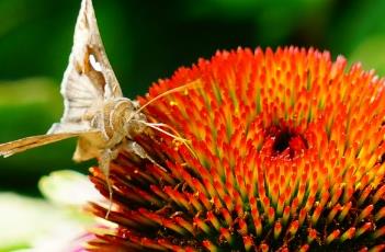 绿旋风松果菊 绿旋风松果菊