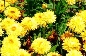 格兰菲亚金色麦秆菊 格兰菲亚金色麦秆菊