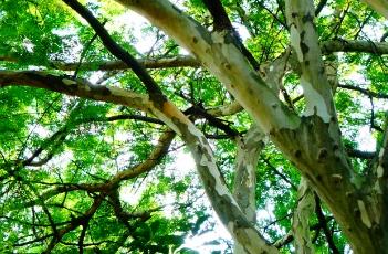 铁架木 铁架木树