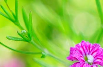 吉普赛满天星（吉普赛满天星的养殖方法和注意事项）