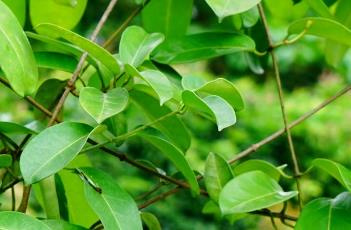 马达加斯加茉莉