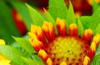 野火宿根天人菊