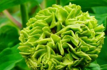 绿野仙踪（绿野仙踪什么意思）