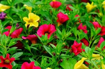 超级苏蓓卡舞春花