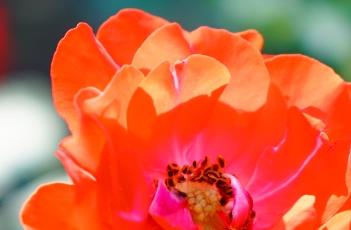 橘红潮（橘红潮汕话怎么读）