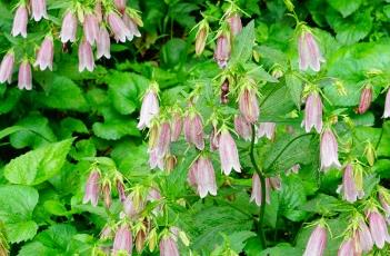 伊莎贝拉风铃草（“依莎贝拉”风铃草）