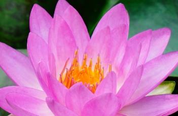 暹罗紫2 暹罗紫色重点色