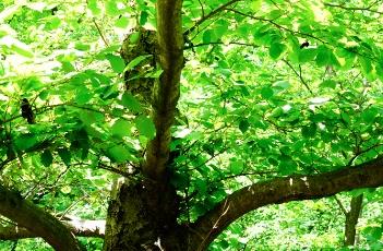 辽东桤木（辽东桤木中药）