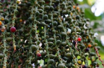 短穗鱼尾葵（短穗鱼尾葵图片）