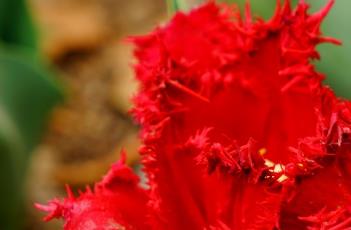 范思哲郁金香 范思哲金典男香