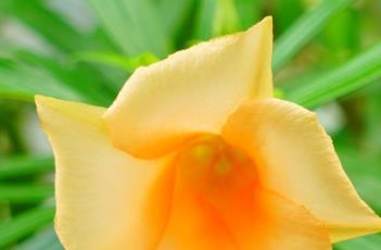 红酒杯花（红酒杯花的折叠）