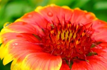 野火宿根天人菊