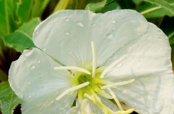 沙漠月见草 月见草在哪里