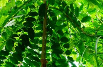 见血封喉 见血封喉