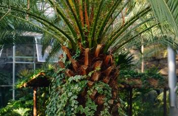 加拿利海枣 加拿利海枣树图片