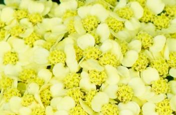 千叶蓍的繁殖方法