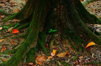 锡兰橄榄 锡兰橄榄的药理作用