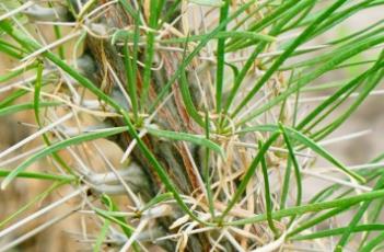 马达加斯加龙树