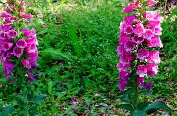 毛地黄 毛地黄是多年生还是一年生