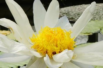 艾伯特德莱斯唐