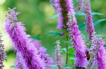 华北香薷(华北香薷怎么读)