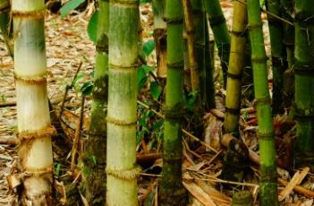 马来甜龙竹 马来甜龙竹