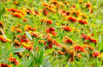 天人菊的栽培方法