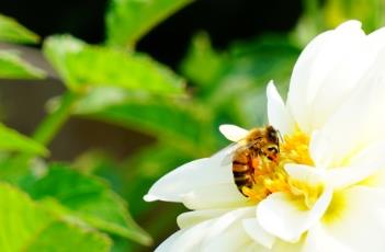 盆栽小丽花的养殖方法