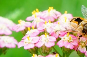 千叶蓍的繁殖方法