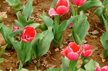 粉色印记郁金香