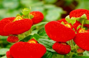 蒲包花的养殖方法