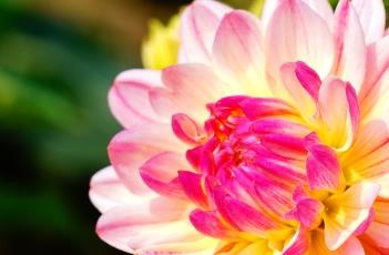 粉色魅力大丽花（粉色大丽花花语）