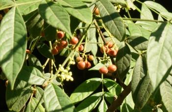 灰毛浆果楝 灰毛浆果楝