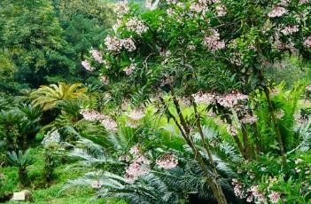 铜盆花 铜盆花别名