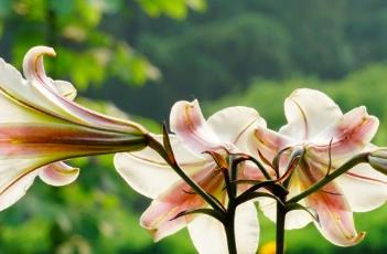 百合花芽期施什么肥