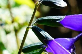 深蓝鼠尾草 深蓝鼠尾草图片