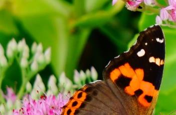 盆栽八宝景天的养殖方法