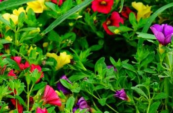 超级苏蓓卡舞春花