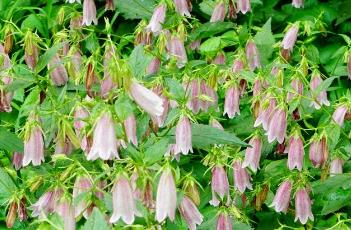 伊莎贝拉风铃草